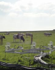 Cows grazing by the measuring equipment